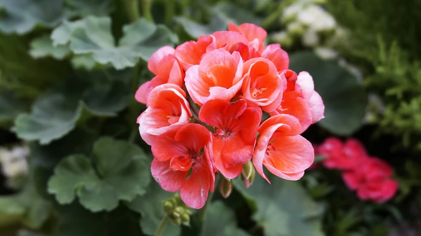 ابرة الراعي ابرة الراعي