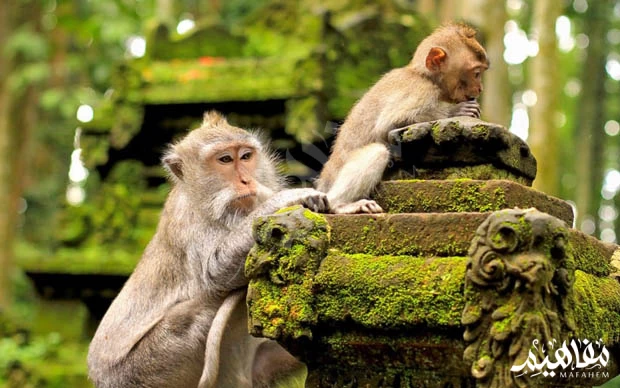 Monkey Forest Ubud, Bali Island Monkey Forest Ubud, Bali Island