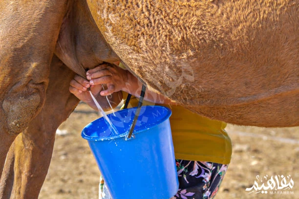 Camel Milk Camel Milk