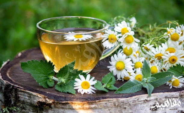 Chamomile herb Chamomile herb