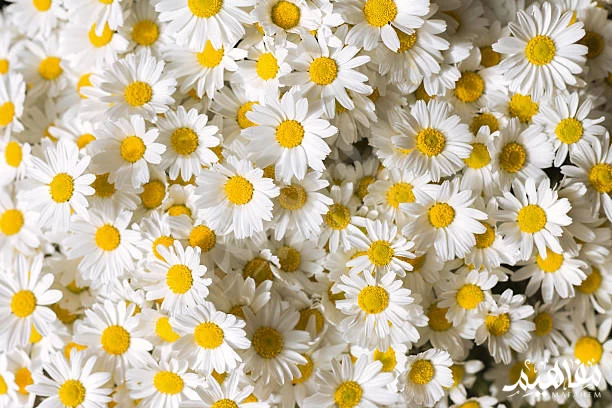 chrysanthemum herb chrysanthemum herb