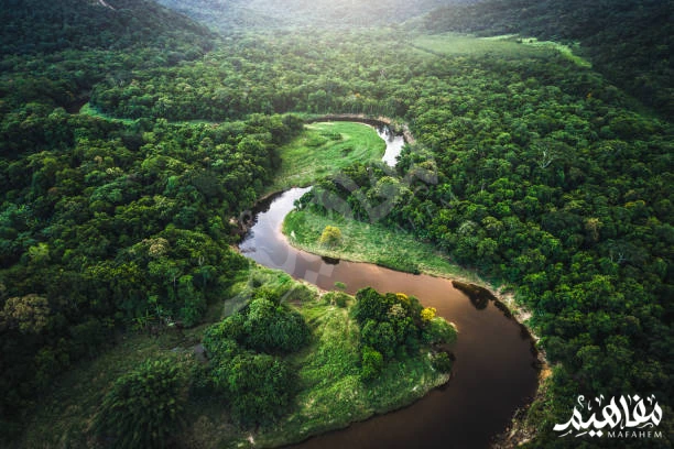 Amazon forest Amazon forest