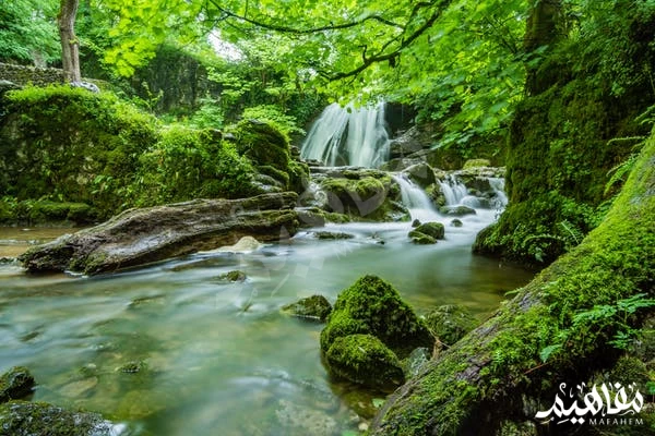 Amazon forest Amazon forest