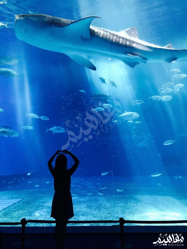 فائدة السمك فائدة السمك