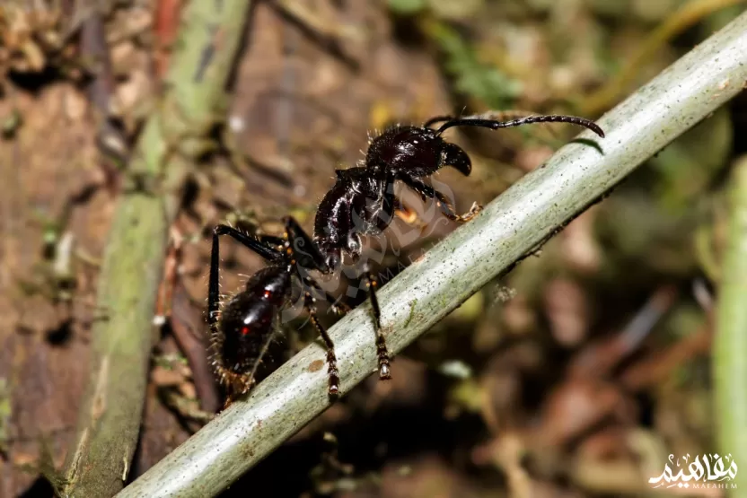 نمل البونيرا نمل البونيرا