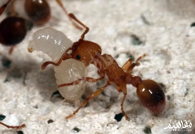 النمل آكل اللحوم النمل آكل اللحوم