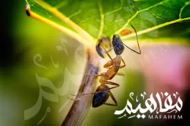 النمل بوني النمل بوني