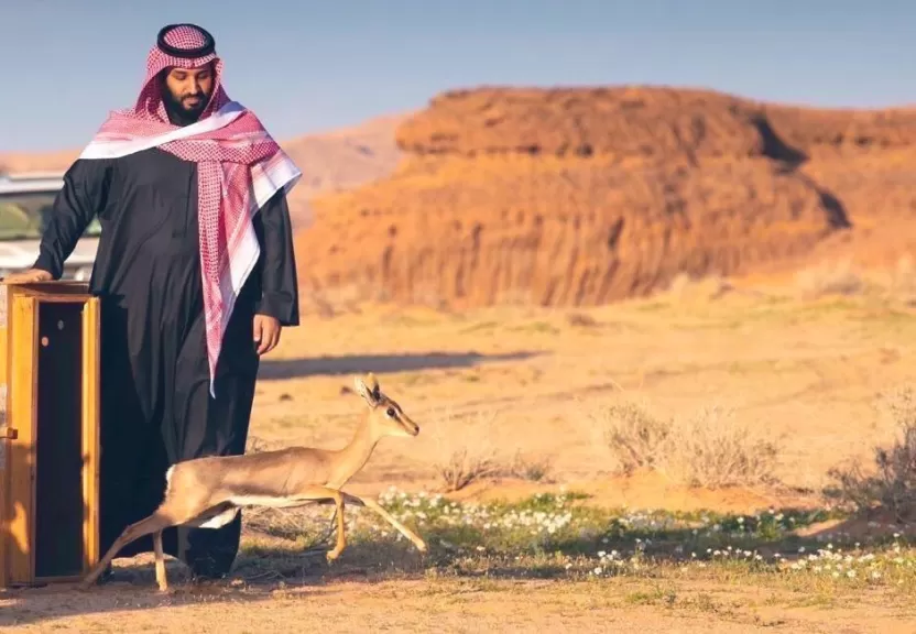 الصحراء العربية الصحراء العربية