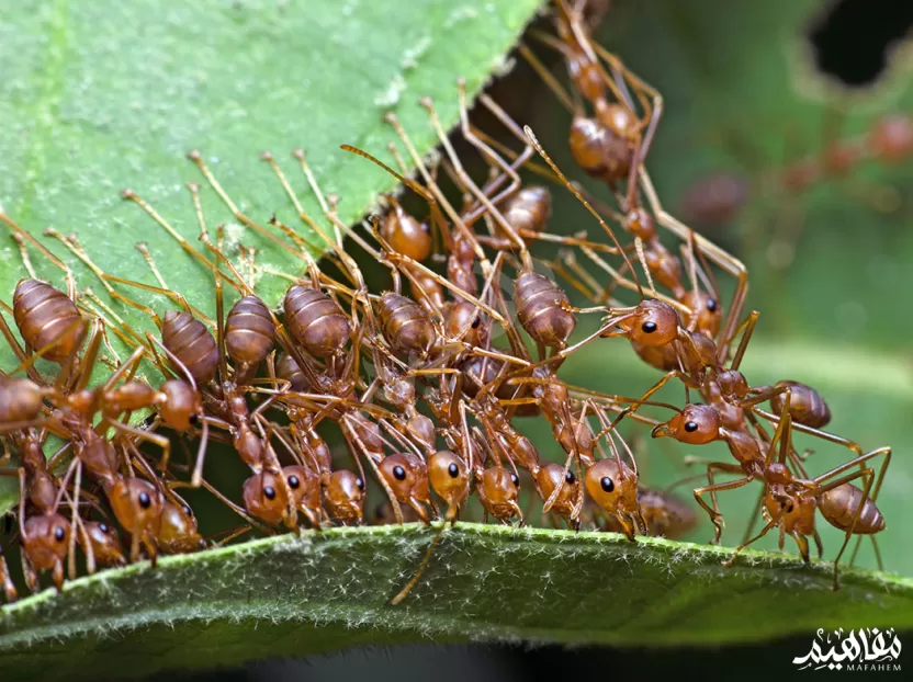 النملة صافي النملة صافي