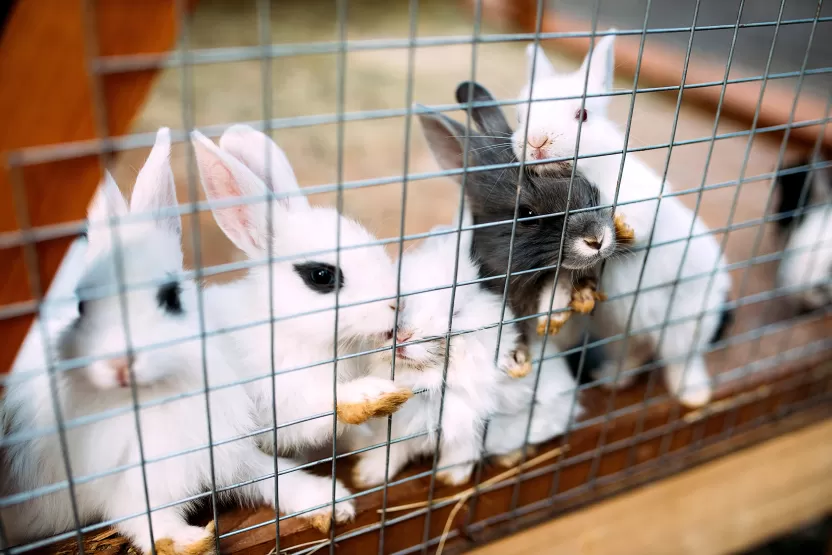 أنثى_الأرنب أنثى_الأرنب