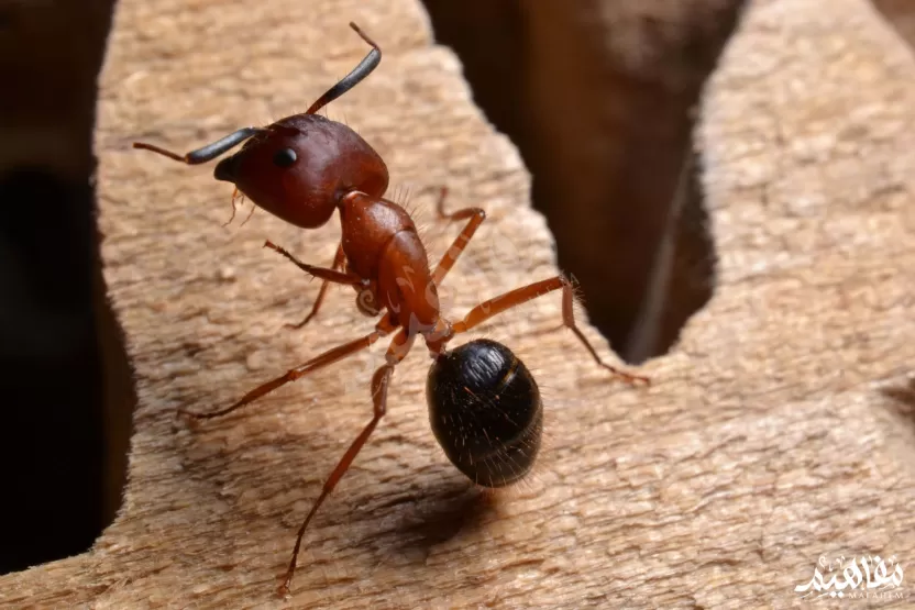 النملة بالت Balt Ant النملة بالت Balt Ant