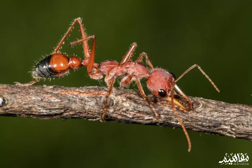نمل الثور نمل الثور