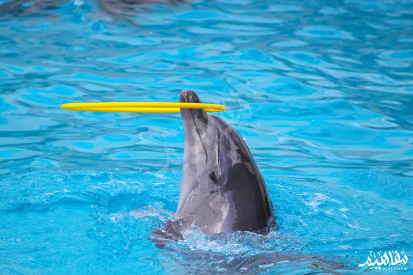 الدلافين الدلافين