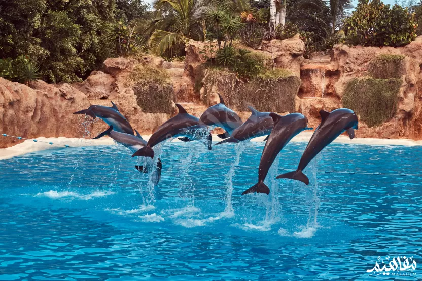 صفات_الدولفين صفات_الدولفين