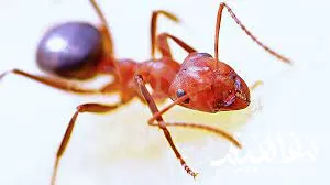 النمل الناري Fire ants النمل الناري Fire ants