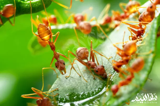 نمل الشجر الأخضرGreen tree ants نمل الشجر الأخضرGreen tree ants