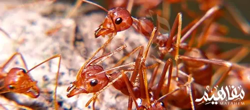 نملة الأحمر نملة الأحمر