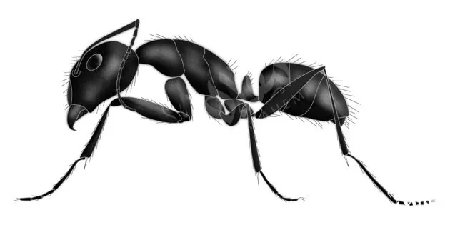 نمل أكاسيا البوق نمل أكاسيا البوق