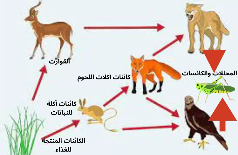 سلسلة غذائية للحيوانات سلسلة غذائية للحيوانات