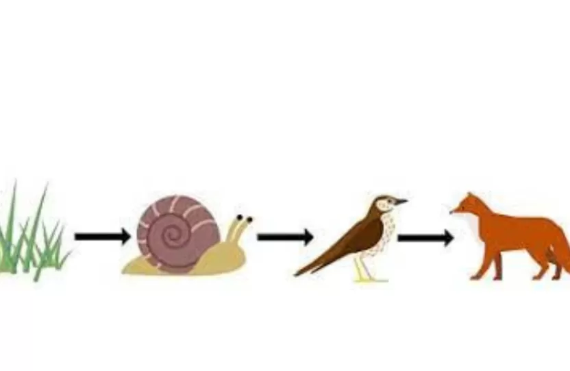 السلسة الغذائية للحيوانات السلسة الغذائية للحيوانات