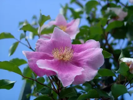 Anemone rose Anemone rose