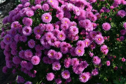 Aster rose Aster rose