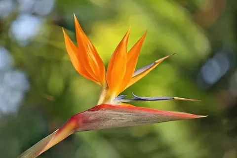 Bird of paradise flower Bird of paradise flower