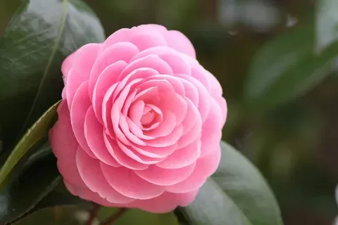 Camellia roses Camellia roses