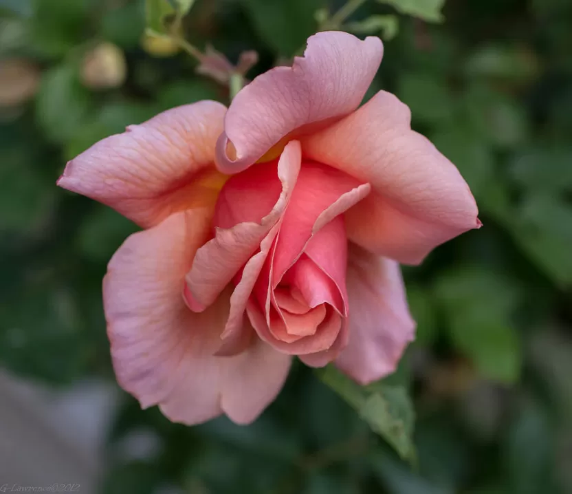 Flamingo rose Flamingo rose