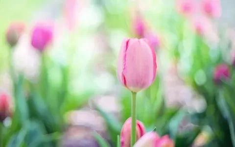 Tulip rose Tulip rose