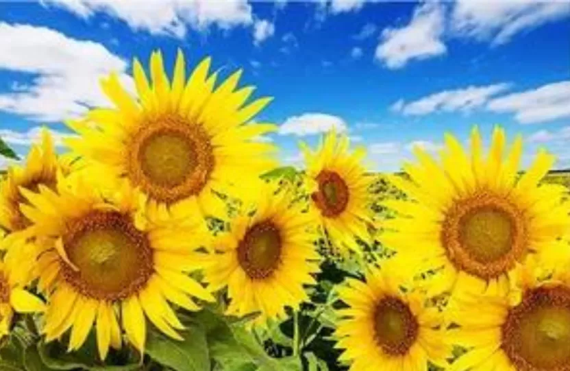 انواع_الورود انواع_الورود