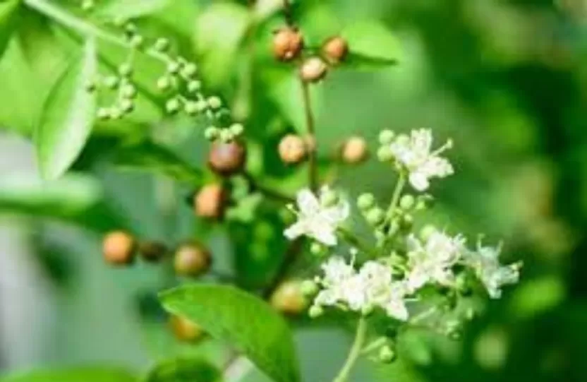 Henna flower Henna flower