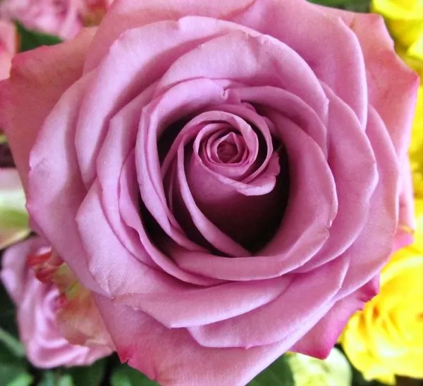 أنواع الورود واسمائها أنواع الورود واسمائها