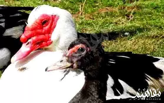 البط_المسكوفي البط_المسكوفي