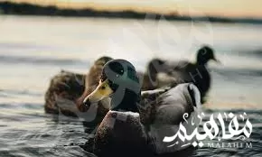 البط ذات الرأس السوداء البط ذات الرأس السوداء