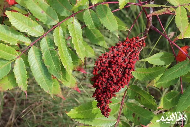 ما_هو_السماق ما_هو_السماق