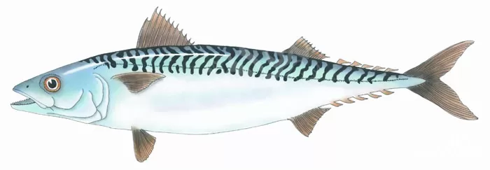 الماكريل الأطلسي الماكريل الأطلسي