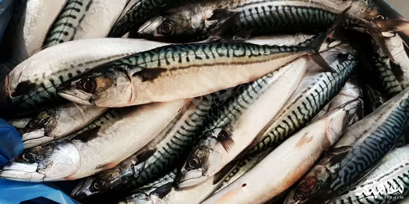 الماكريل الأزرق الماكريل الأزرق