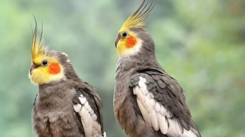 ببغاء الكروان ببغاء الكروان