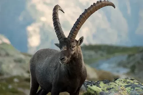 Alpine ibex Alpine ibex