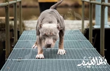 Pitbull   Pitbull