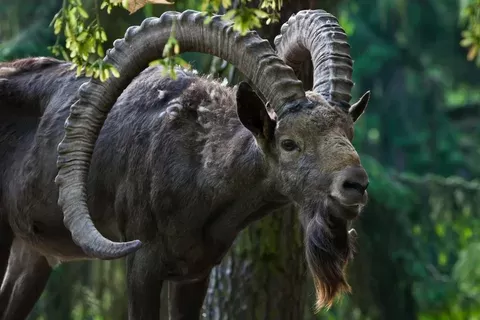 Siberian ibex Siberian ibex