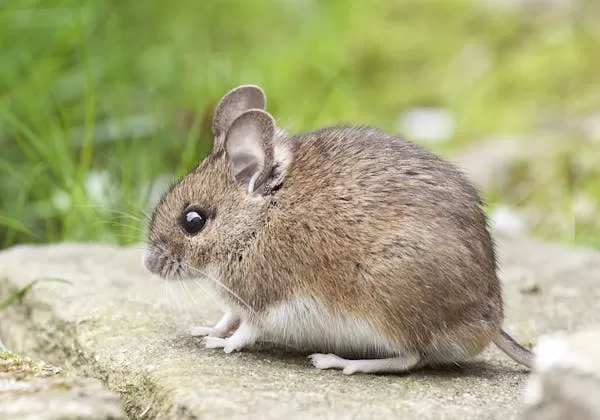 فأر فأر