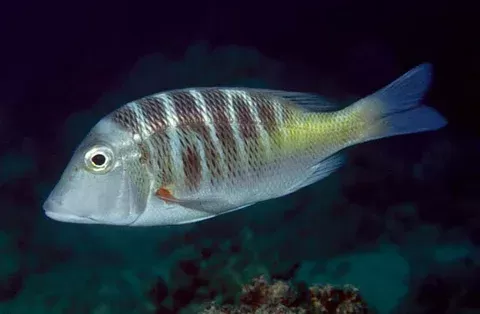 الشعري الماسي الشعري الماسي