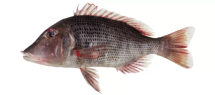 Lethrinus miniatus Lethrinus miniatus