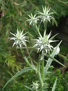 الخرشوف الأندلسي الخرشوف الأندلسي