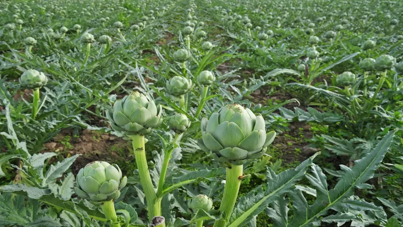 الخرشوف الشويكي الخرشوف الشويكي