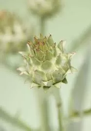 الخرشوف السكوليمي الخرشوف السكوليمي