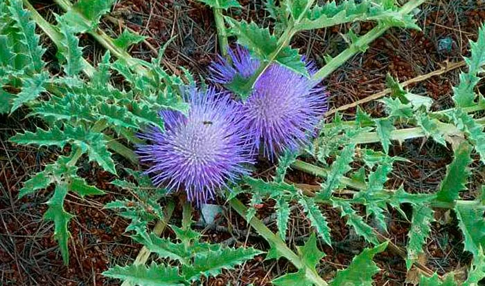 التورنفور أنواع الخرشوف التورنفور أنواع الخرشوف