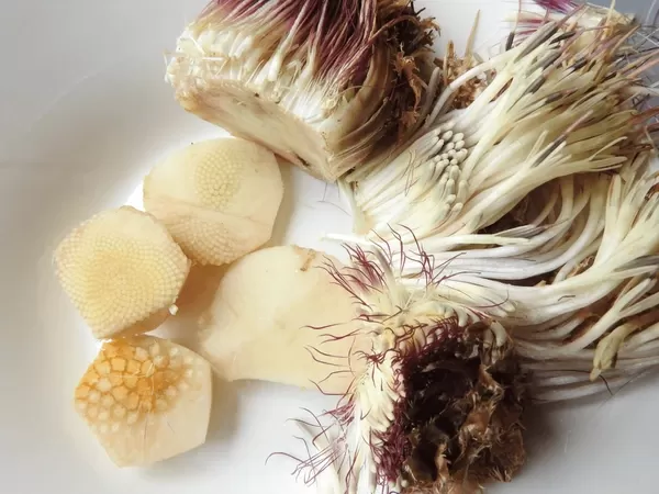 الخرشوف عديم الساق الخرشوف عديم الساق